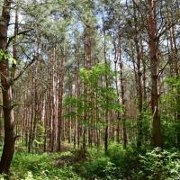 20 ha-os fenyő erdő Dabason, ipari vagy lakóövezettel határos területen.