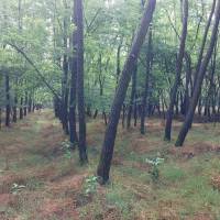 Mikebudán 47,5 hektár erdő eladó!  ingatlan adatlap